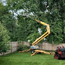 Best Tree Disease Treatment  in Los Gatos, CA