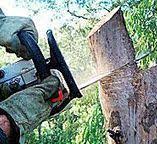 Best Storm Damage Tree Cleanup  in Los Gatos, CA