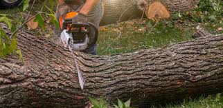 Best Commercial Tree Services  in Los Gatos, CA