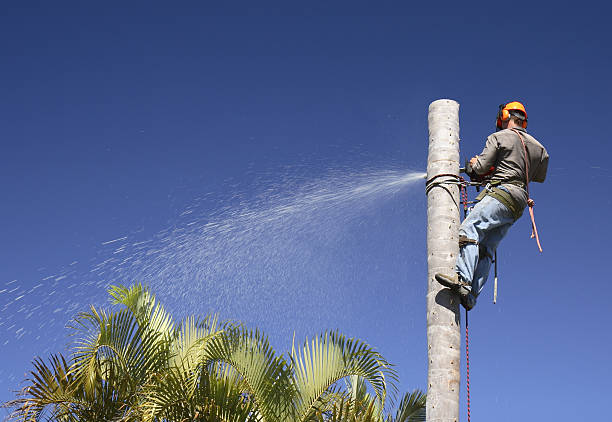Best Tree Risk Assessment  in Los Gatos, CA