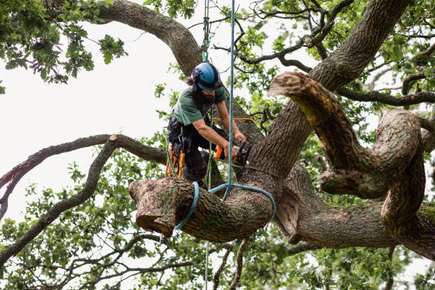 Best Firewood Processing and Delivery  in Los Gatos, CA