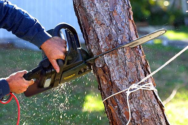 Best Root Management and Removal  in Los Gatos, CA