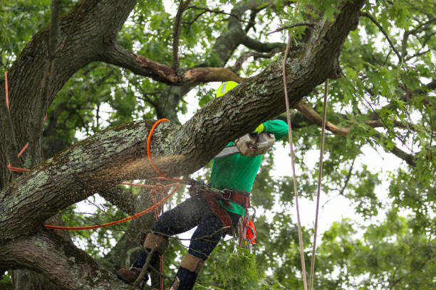 Best Utility Line Clearance  in Los Gatos, CA