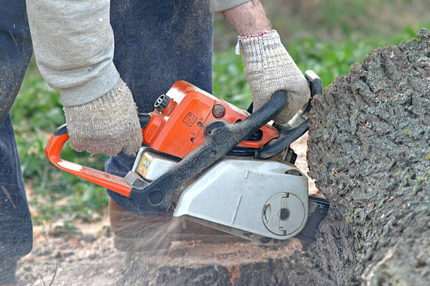 Trusted Los Gatos, CA Tree Care Experts