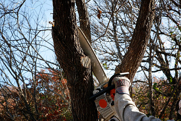 How Our Tree Care Process Works  in  Los Gatos, CA