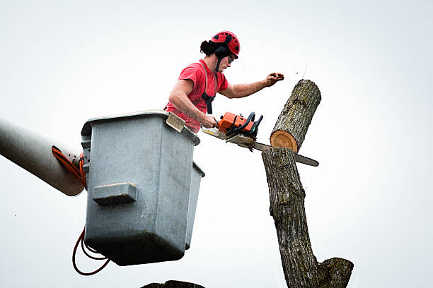 Best Tree Preservation Services  in Los Gatos, CA