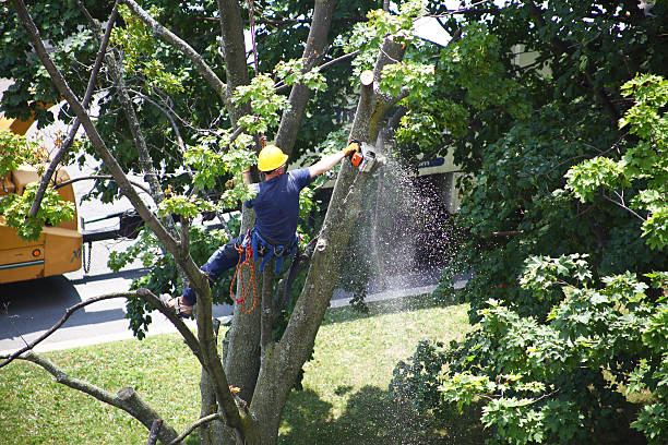 Best Lawn Watering Services  in Los Gatos, CA