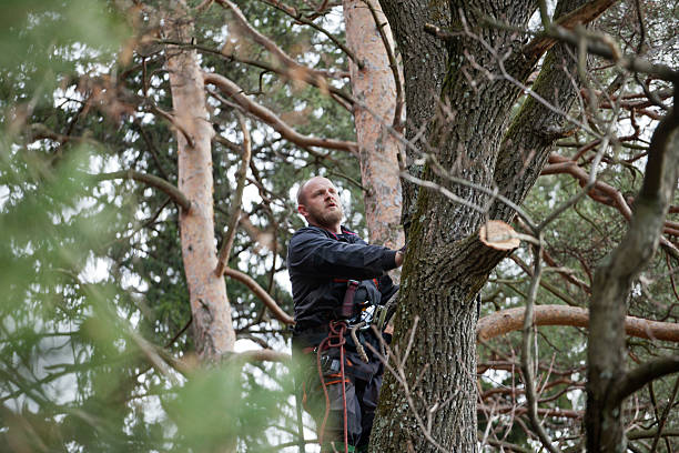 Best Tree and Shrub Care  in Los Gatos, CA