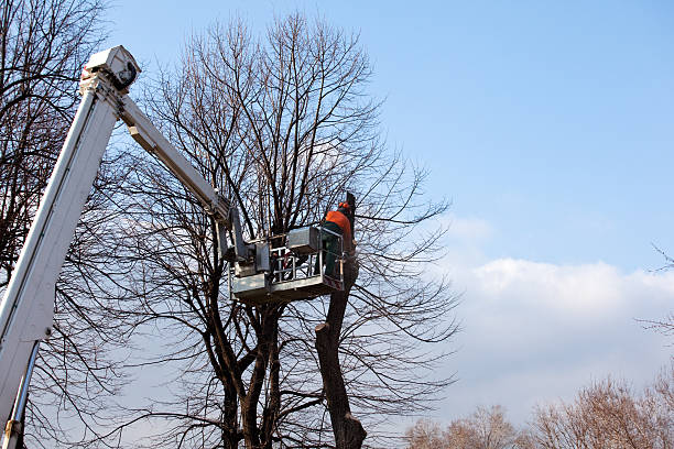 Best Tree Removal  in Los Gatos, CA