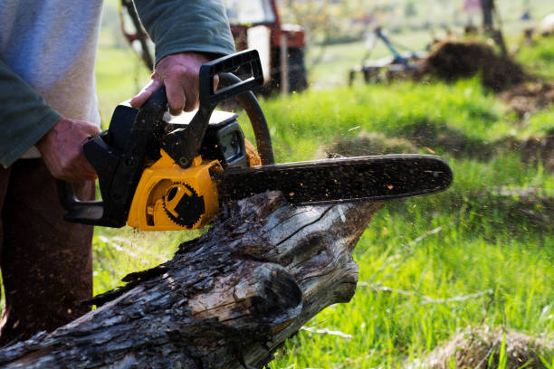 Best Hazardous Tree Removal  in Los Gatos, CA
