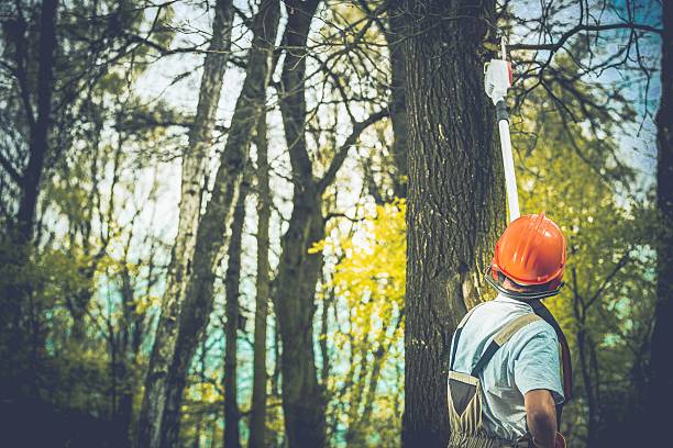Best Emergency Tree Removal  in Los Gatos, CA